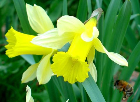 jonquilles.jpg